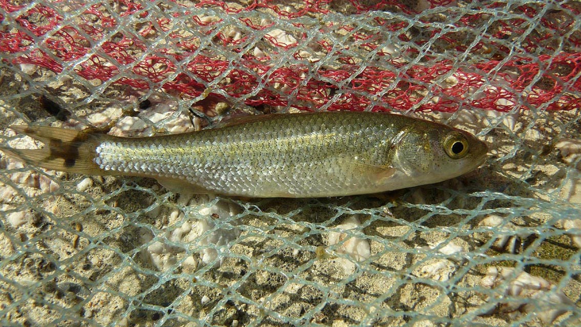 in un fosso maremmano: Squalius lucumonis (Cavedano dell''Ombrone o etrusco)